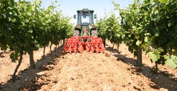 PXVI - Cover-Crop vigne Quivogne