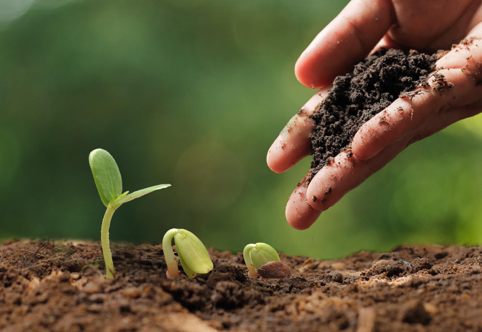 Couvert v&eacute;g&eacute;tal en interculture