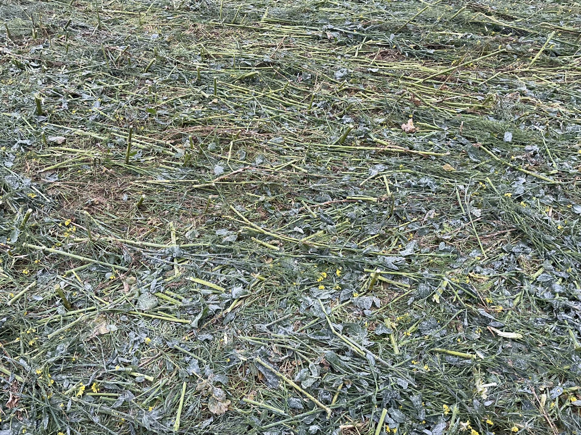 Couverts v&eacute;g&eacute;taux d&eacute;truits par un ROLLMOT Quivogne